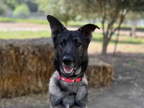 Photo of Storm, adoptable German Shepherd Dog in San Diego, California