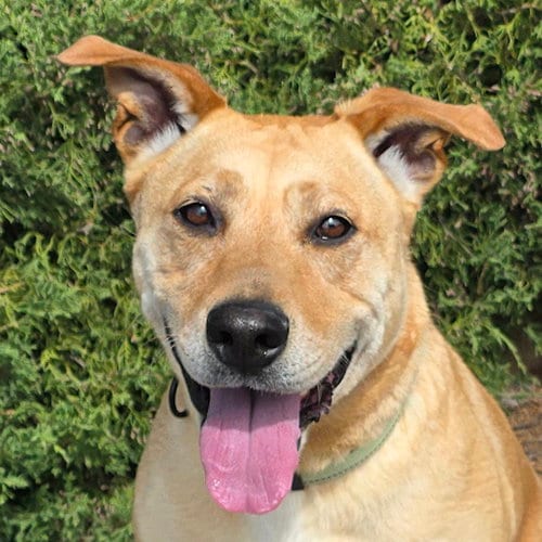 Photo of Angelic Ms Annice ~ Exceptional, adoptable American Staffordshire Terrier in Albuquerque, New Mexico