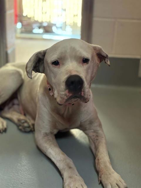 Photo of Eloise, adoptable Boxer in Visalia, California