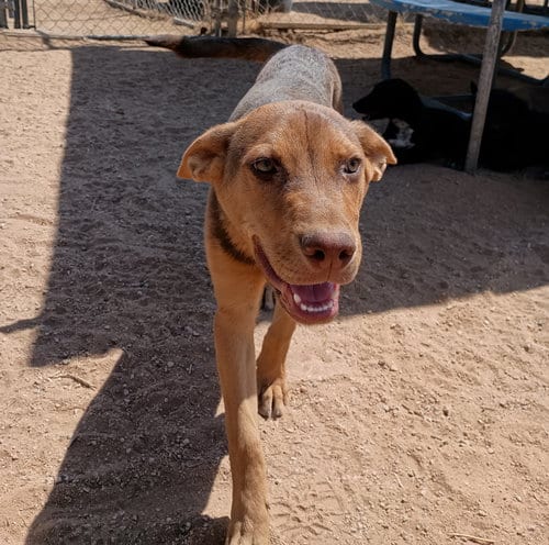 Photo of Skywalker, adoptable Australian Kelpie in Apple Valley, California
