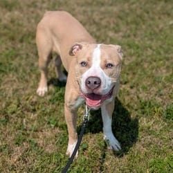 Photo of Riley, adoptable Mixed Breed (Medium) in Syracuse, New York