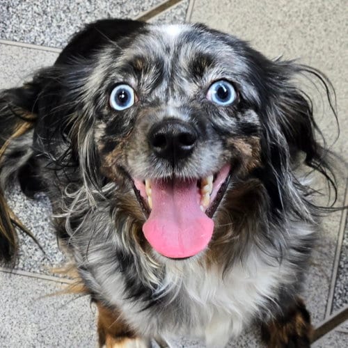 Photo of Megan, adoptable Australian Shepherd in Normal, Illinois