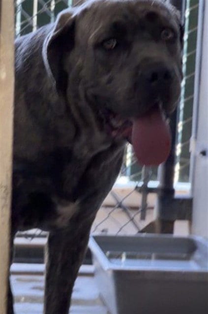 Photo of Perry, adoptable Cane Corso Mastiff in San Bernardino, California
