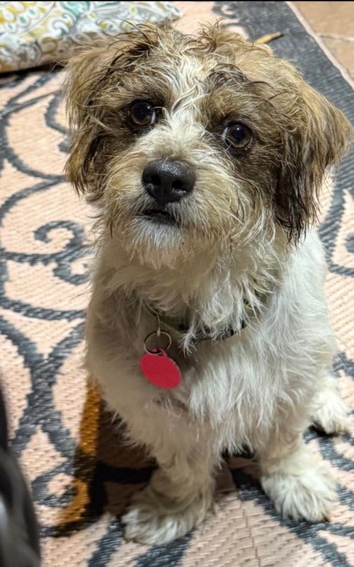Photo of George Lonestar, adoptable Norfolk Terrier in Rockaway, New Jersey
