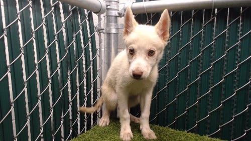 Photo of Blossom, adoptable Siberian Husky in Downey, California