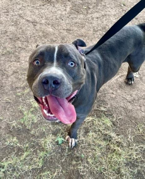 Photo of Hugo, adoptable Pit Bull Terrier in Tulsa, Oklahoma