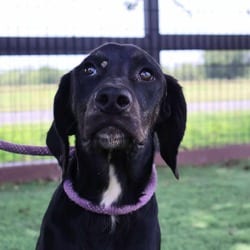 Photo of Karl JuM, adoptable Whippet Labrador Retriever in Hartford, Connecticut