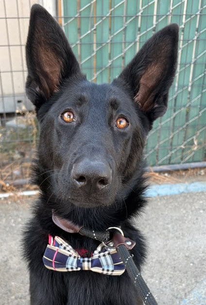 Photo of Kehlani, adoptable German Shepherd Dog in Woodland, California