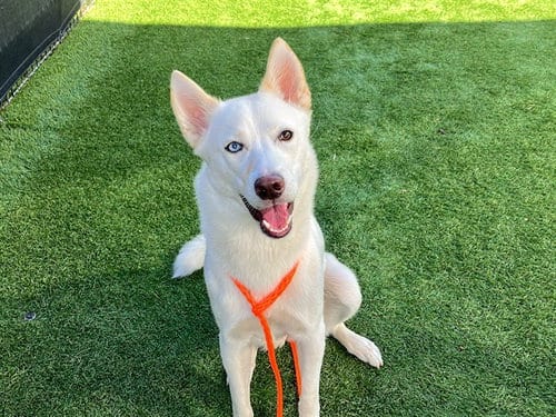 Photo of Kairi, adoptable Siberian Husky in Orange, California