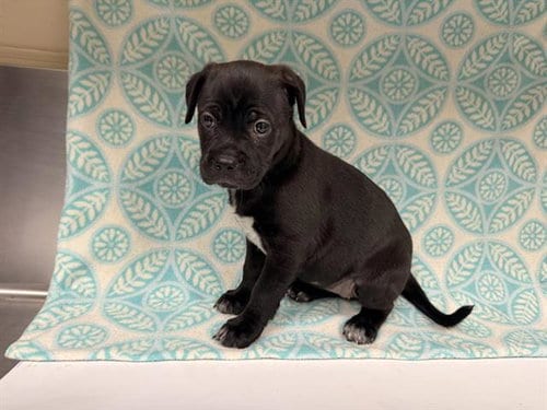 Photo of Sassy, adoptable Pit Bull Terrier in HESPERIA, California