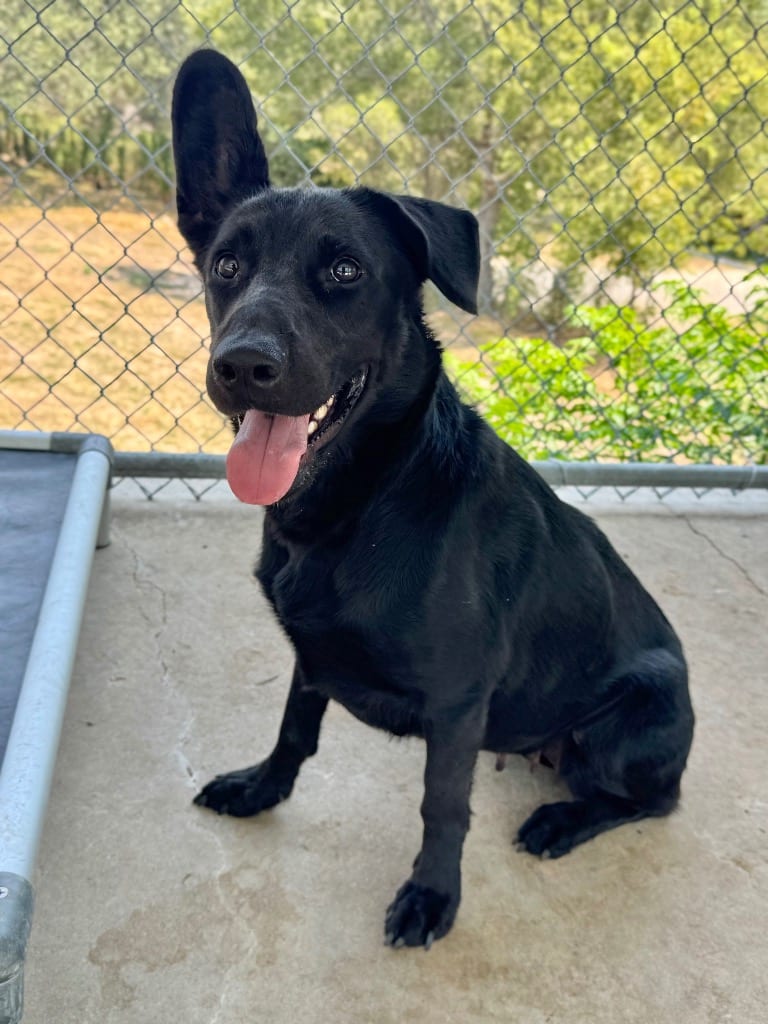 Photo of Claire, adoptable German Shepherd Dog in Canyon Lake, Texas