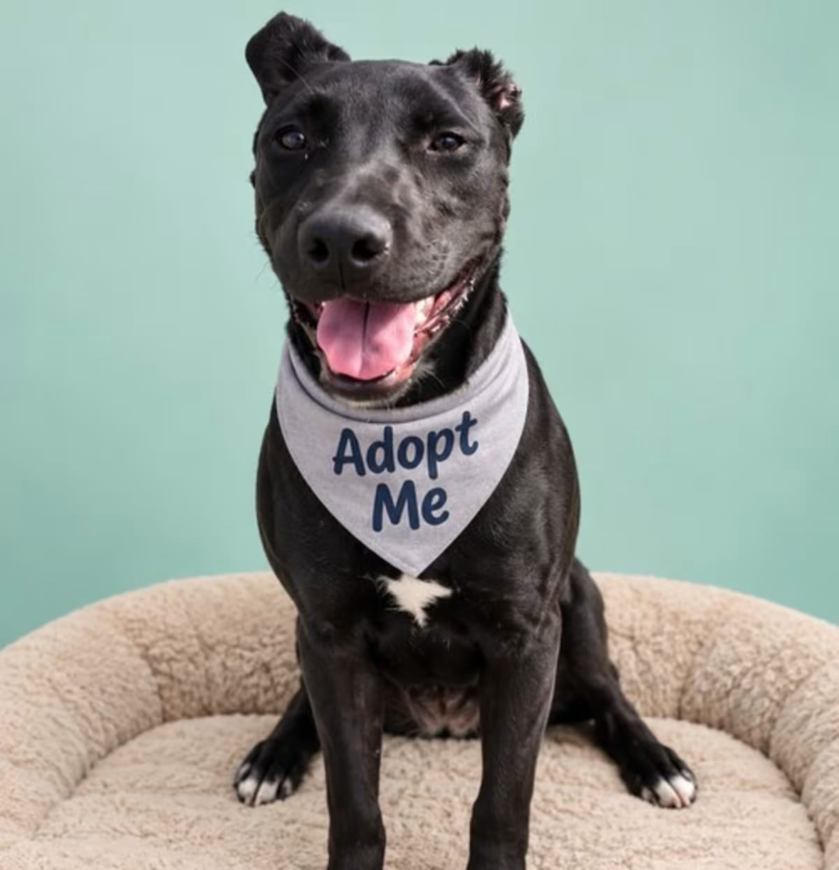 Photo of Stuart Little, adoptable American Staffordshire Terrier American Pit Bull Terrier in Los Angeles, California