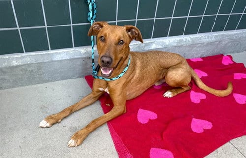 Photo of Elliott, adoptable Labrador Retriever in Rancho Cucamonga, California