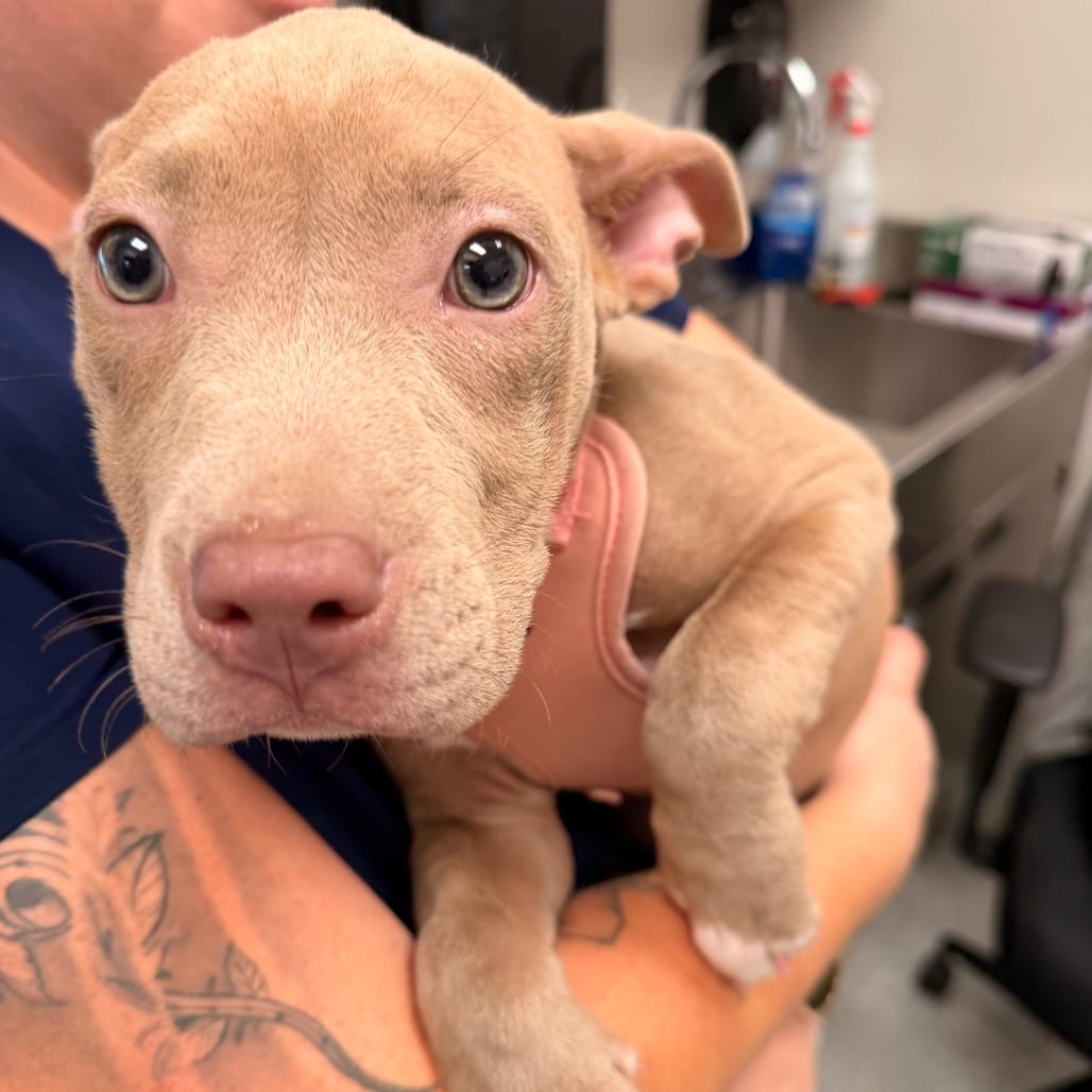 Photo of Amara, adoptable Terrier, American Staffordshire in Spartanburg, South Carolina