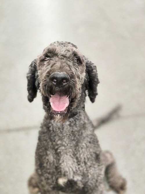 Photo of Touring, adoptable Poodle (unknown type) in Sandy, Utah