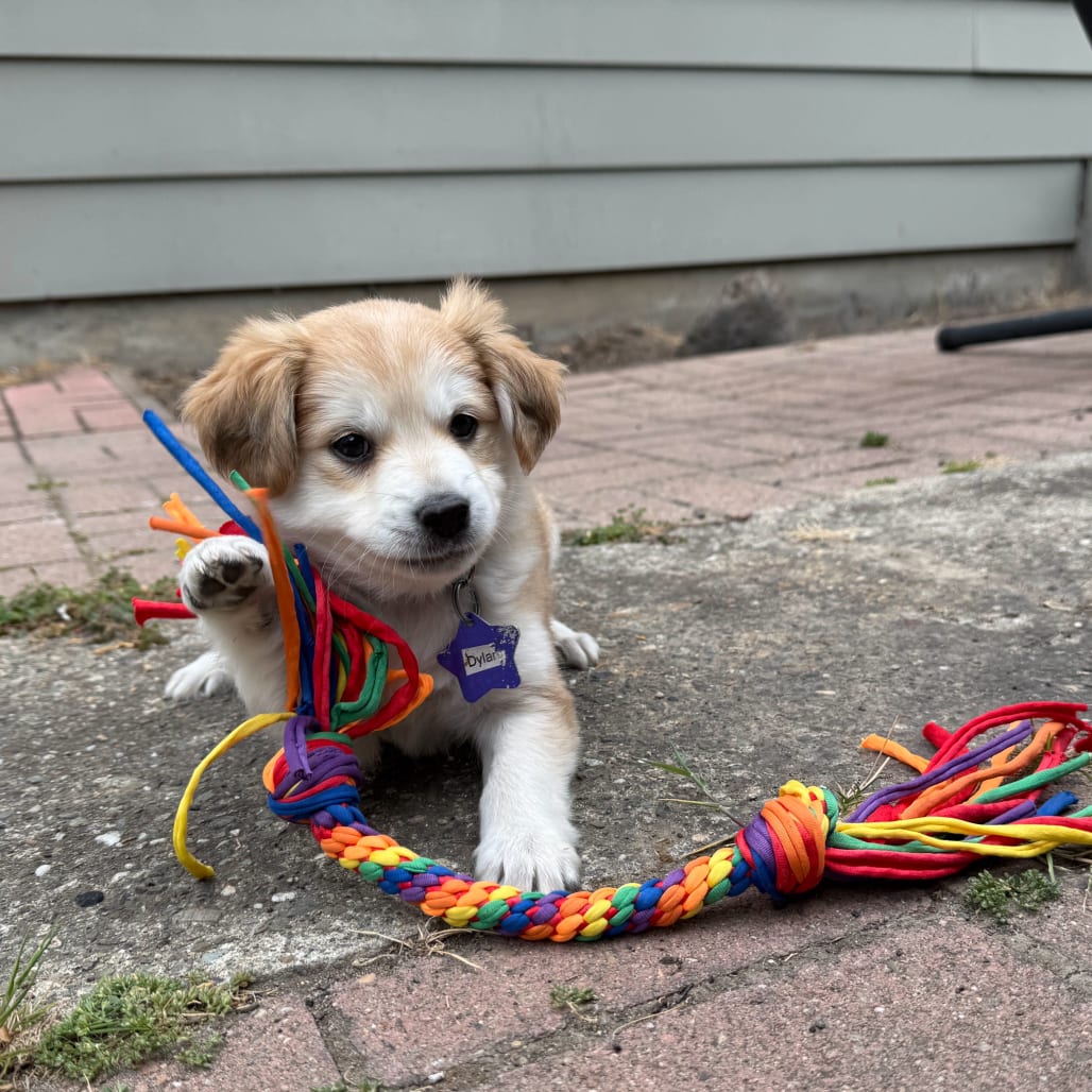 Photo of Dylan, adoptable Mixed Breed (Medium) in San Francisco, California