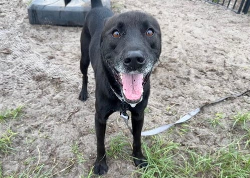 Photo of Rook, adoptable Labrador Retriever in Ocala, Florida