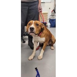 Photo of Rusty, adoptable Mixed Breed (Medium) in New Castle, Delaware