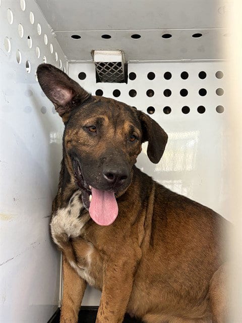 Photo of A170382, adoptable German Shepherd Dog in Bakersfield, California
