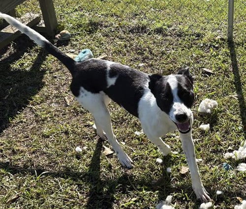 Photo of Bella, adoptable Terrier in Panama City, Florida