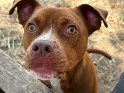 Photo of Buster, adoptable Pit Bull Terrier in Tulsa, Oklahoma
