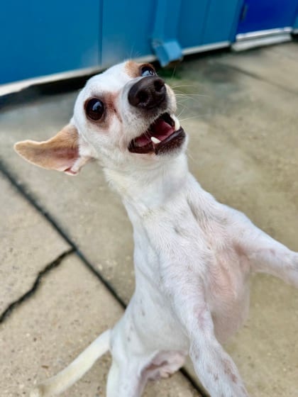 Photo of Chevy, adoptable Chihuahua in New Orleans, Louisiana