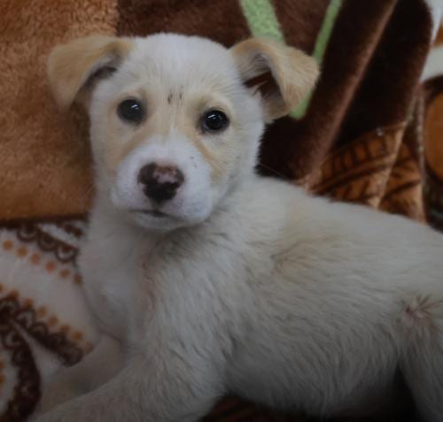 Photo of Timo, adoptable Shepherd in Thief River Falls, Minnesota