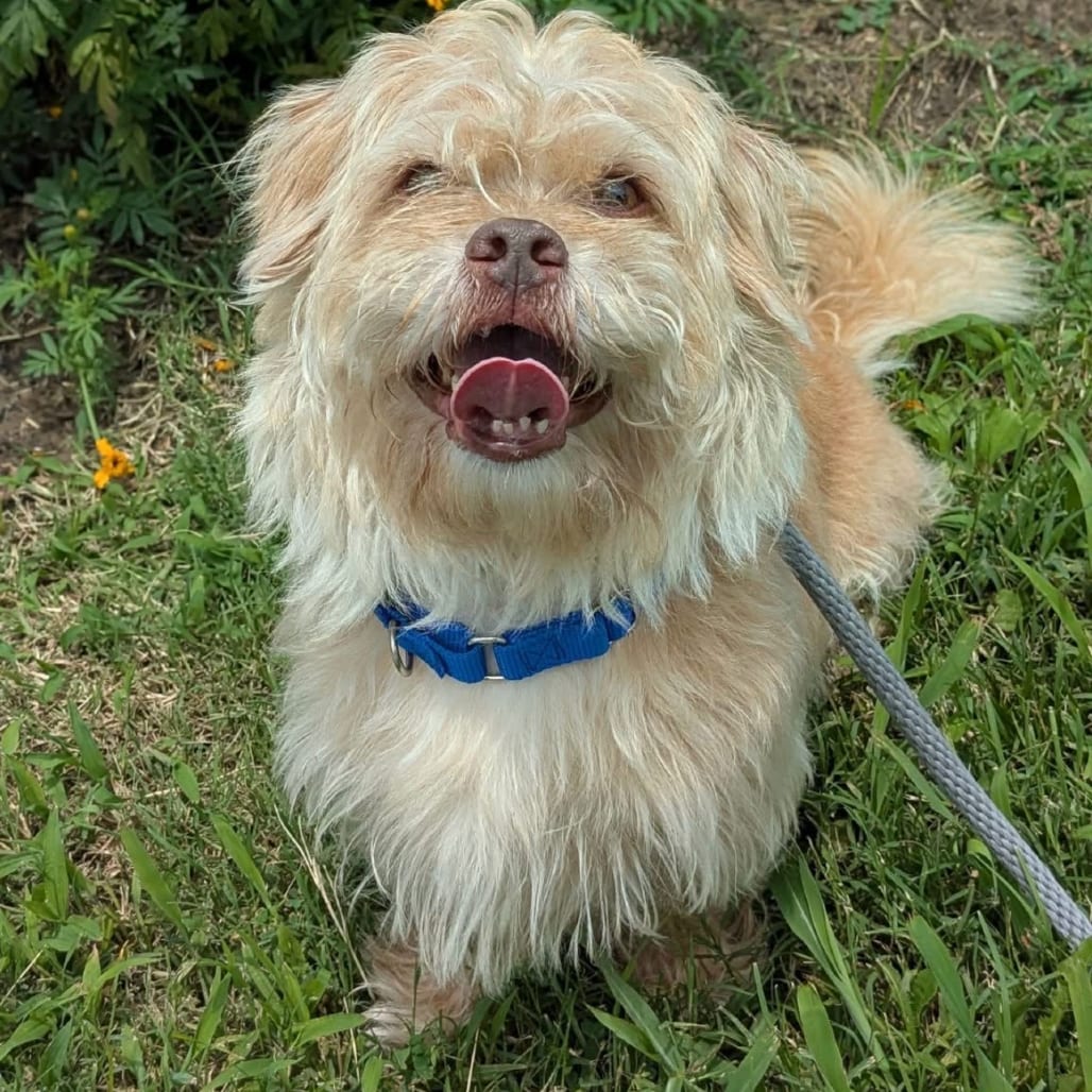 Photo of Cooper, adoptable Mixed Breed (Small) in St. Charles, Missouri