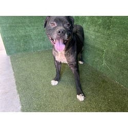 Photo of Toby, adoptable American Pit Bull Terrier in Lancaster, California
