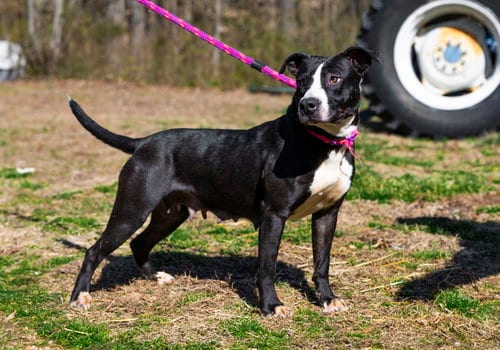 Photo of Dahlia, adoptable Pit Bull Terrier in Sparta, Tennessee