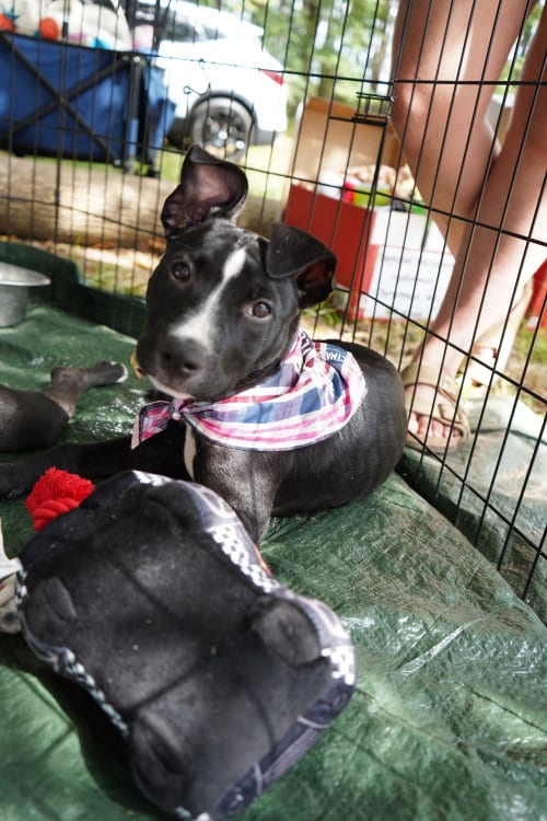 Photo of Freddie, adoptable American Pit Bull Terrier in Holly Springs, North Carolina