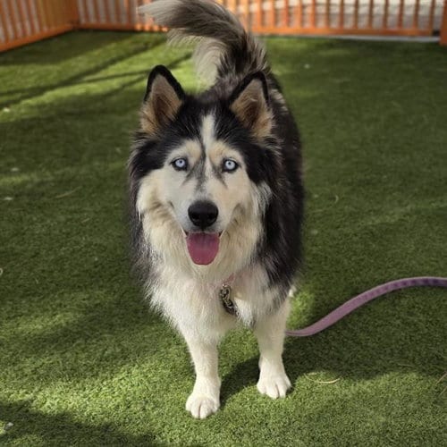 Photo of Daisy Mae, adoptable Siberian Husky in Las Vegas, Nevada