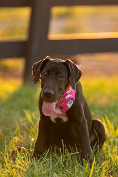Photo of Zelda, adoptable Great Dane in Mooresville, North Carolina