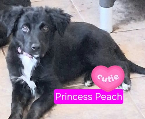 Photo of Princess Peach, adoptable Shepherd in San Diego, California