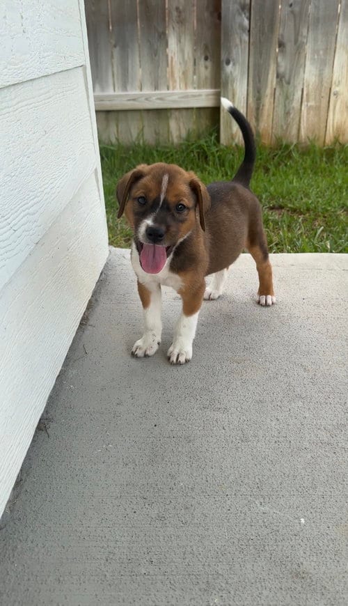 Photo of Shimmer, adoptable Labrador Retriever in The Woodlands, Texas