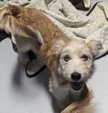 Photo of Stella, adoptable Terrier in Croydon, New Hampshire