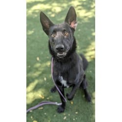 Photo of Muchtar, adoptable Belgian Malinois in Chatsworth, California