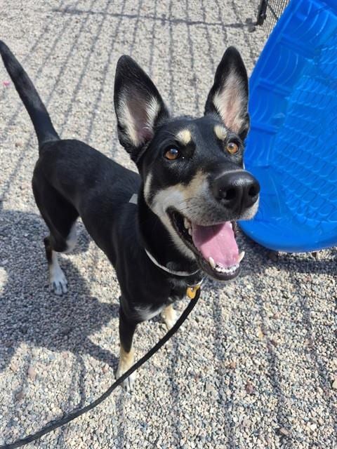 Photo of Hazel, adoptable Australian Kelpie in Mesa, Arizona