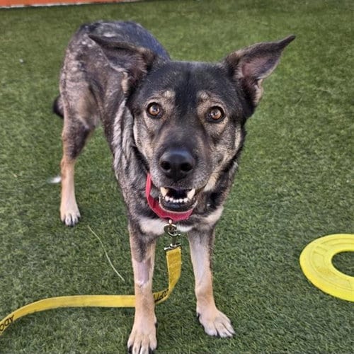Photo of Fiesta, adoptable German Shepherd Dog in Las Vegas, Nevada