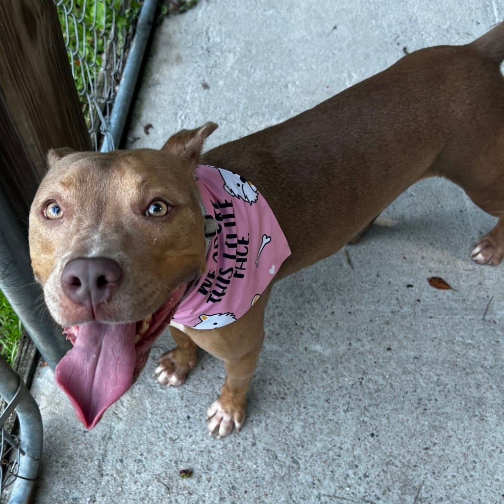 Photo of Doe @ Foster, adoptable Mixed Breed (Medium) in Summerville, South Carolina