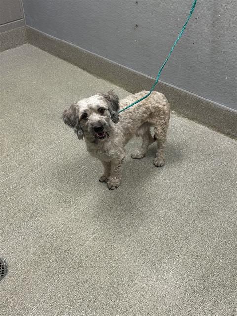 Photo of Boogie, adoptable Terrier in Las Vegas, Nevada