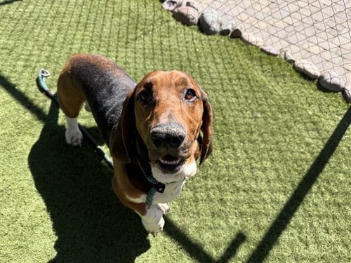 Photo of Floyd, adoptable Basset Hound in Phoenix, Arizona