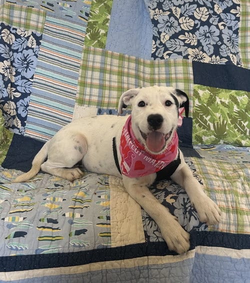 Photo of Ginny, adoptable American Bulldog in Pipe Creek, Texas