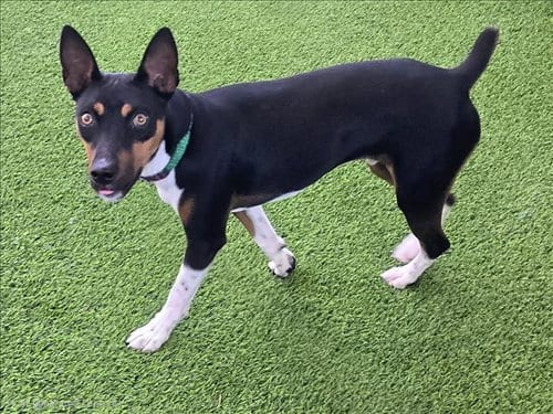 Photo of Roscoe, adoptable Rat Terrier in Van Nuys, California