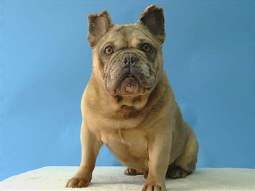Photo of Bear, adoptable French Bulldog in Gardena, California