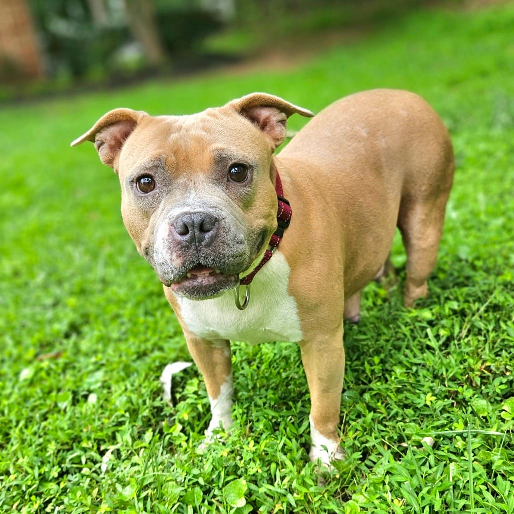Photo of Miss Piggy, adoptable Bulldog / Terrier, American Staffordshire in Fairfax Station, Virginia