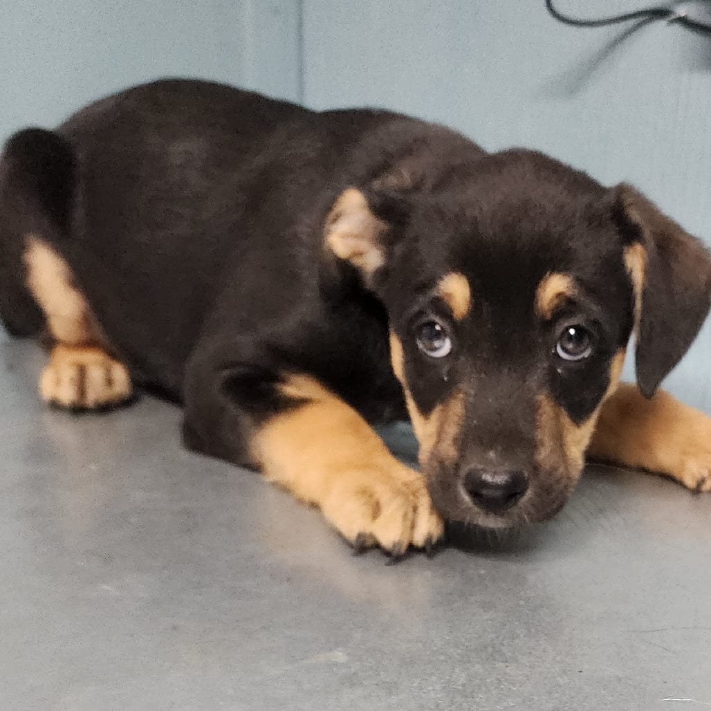 Photo of Dipper, adoptable Mixed Breed (Medium) in Colville, Washington