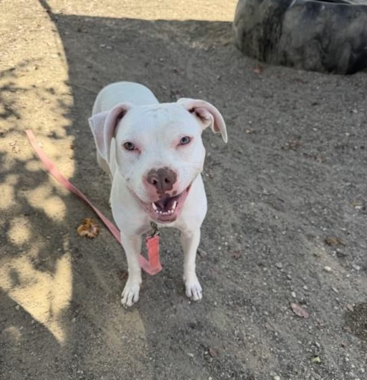 Photo of Sugar, adoptable American Pit Bull Terrier in Santa Maria, California