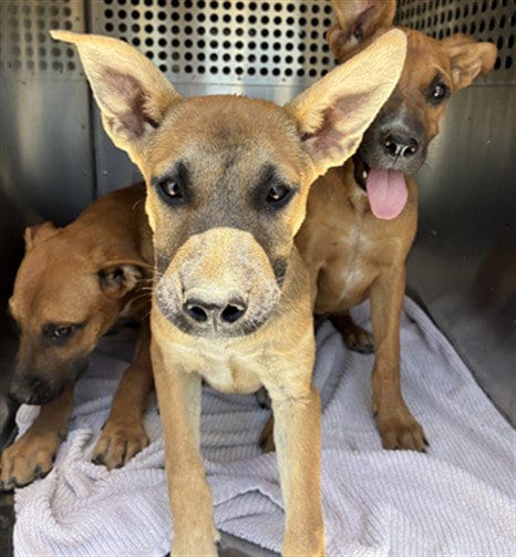 Photo of Sea, adoptable American Pit Bull Terrier in Mesa, Arizona