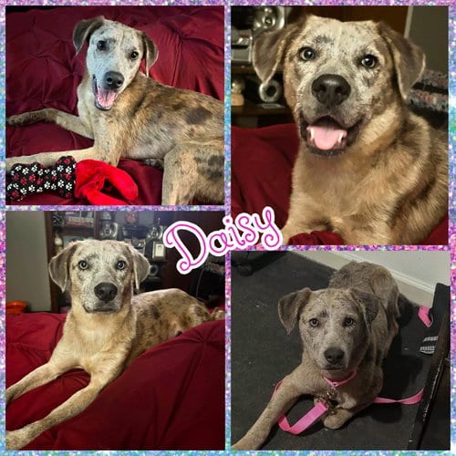 Photo of Daisy, adoptable Catahoula Leopard Dog in Blacksburg, South Carolina
